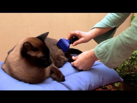 how to take care of a cat ehow