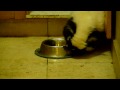 Gherkin and the special treat