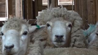 Par ici un petit tour à la ferme !