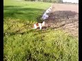 Kooikerhondje Boris