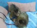 Jk & shaki on my bed.3gp Jk & shaki on my bed.3gp