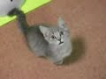 Awesomely cute begging kitten!