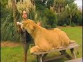 liger liger