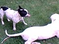 BullDog Frances Jiu Jitsu Dogo Argentino