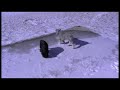 My Dogs Harry & Daisy playing in the Snow. HD Version