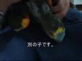 アオボウシインコの雛