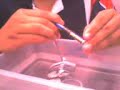 Evidencias de Proyectos de Robotica Educativa