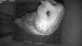 BREAKING NEWS ! 
Après les faucons crécerelles, voici
L'EFFRAIE DES CLOCHERS !