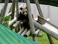 Panda bear on a slide