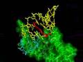 Finding the Ribosome