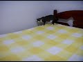 Click here to watch this video Meu gato é uma figura-promoção Whiskas