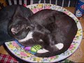 Leela And Nibbler Leela And Nibbler