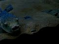 Fugu fish sleeping Fugu fish sleeping