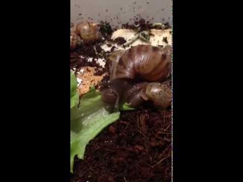 how to provide calcium for snails