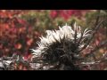 Biodiversità in Emilia-Romagna - 6° parte