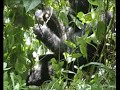 Bwindi Gorilla tracking Uganda