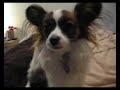 Izzy Barking, Growling and Making Funny Noises Part 3
