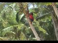 Kulu, Beqa Island Fiji- Manu, Coconut Tree Climbing.