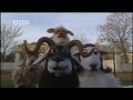 Don't flock! Combat Sheep - BBC comedy animation