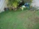 cute puppies