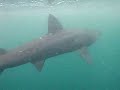 Requin Pelerin