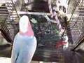 Galah - Hairy's trick