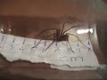 A medium large house spider Ireland