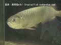 ???????????????Spotted bonytongue?????Scleropages leichardti ???????????????Spotted bonytongue?????Scleropages leichardti