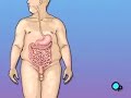 PreOp® Patient Education: Gastric Bypass Laparoscopic Surger PreOp® Patient Education: Gastric Bypass Laparoscopic Surger