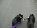 Do-Lee, a two dog leash, Schipperkes