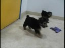Morkie Puppies at PETS CHOICE in Cleveland
