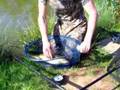 Second Trip to Alvechurch of the Season-17 Carp for 108lb
