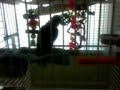 Nick my Double Yellow Head Amazon parrot talking.