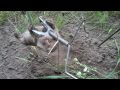traping a pocket gopher in sencer brook minnesota