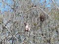 Monkeys in Florida