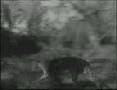 Leopard vs Baboon and Hyenas Encounter.