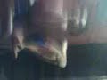 D0nt t0uch my birde.3gp D0nt t0uch my birde.3gp