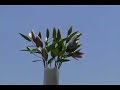 aigiri-nam.html