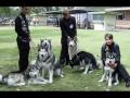 ALASKAN MALAMUTE PUPPIES by EDUARDO DUR�N HAEDO