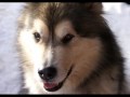ALASKAN MALAMUTE PUPPIES by EDUARDO DURÁN HAEDO