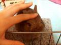ネザーランドドワーフのあかちゃん