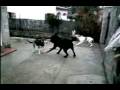 videos de La lucha por el control de la manada