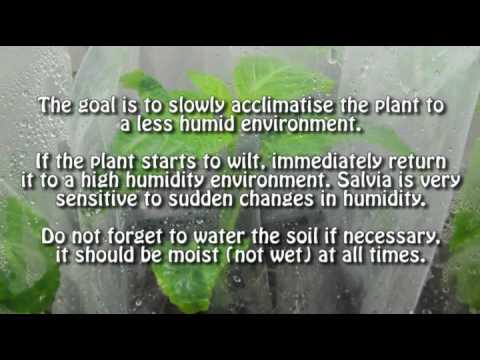 how to grow salvia d