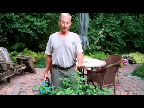how to fertilize zinnias