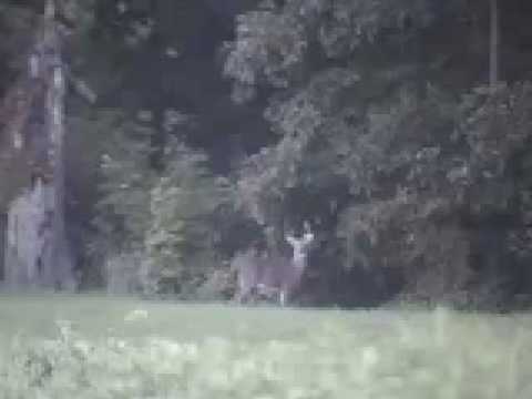 WILD WOLF-LIKE COYOTE PACK EYE BIG BUCKS, WHITE DEER, POSSUM