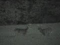 WILD WOLF-LIKE COYOTE PACK EYE BIG BUCKS, WHITE DEER, POSSUM