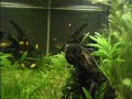 Aquario da sala 200 l ph 6,6-6,8 plantado c/equipamentos 01