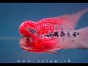 Flowerhorn - The Complete Transformation of our Flowerhorn