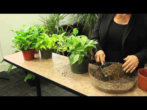 how to replant a golden pothos