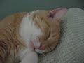 Kittums is Sleepy Kittums is Sleepy